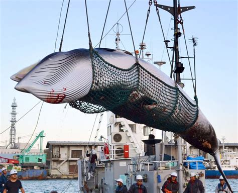 Science Vs Politics Busting Myths And Biases About Japans Whaling