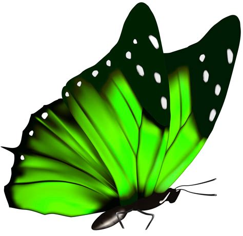 Green Butterfly PNG Clipart Image | Butterfly illustration, Butterfly watercolor, Green butterfly