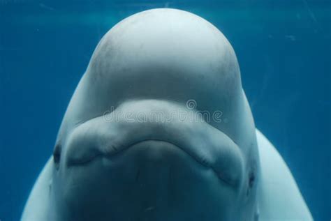 189 Happy Beluga Whale Stock Photos Free And Royalty Free Stock Photos