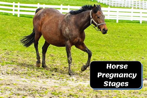 Horse Pregnancy Stages Symptoms And Proper Care With Pictures