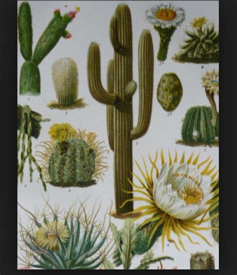 Saguaro State Flower Of Arizona Botany Art Cactus