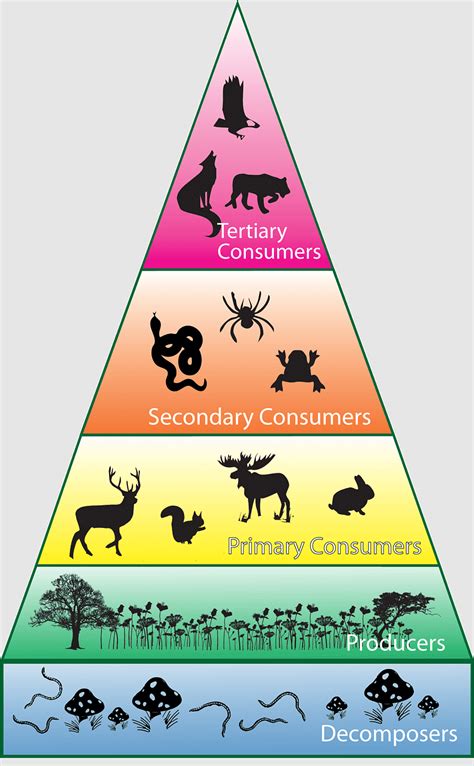 Food Chin Trophic Level Ecological Pyramid Energy Flow Food Chain