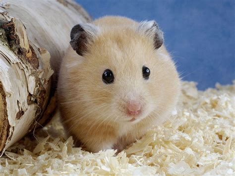 Cute Hamster Wallpapers Wallpaper Cave