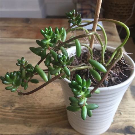 Has spiny, clustered seed pods that contain a white seed that looks like a bean. Save my jelly bean succulent