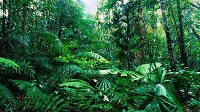 Rainforest Backgrounds Tropical Desktop Cool Wide Australia