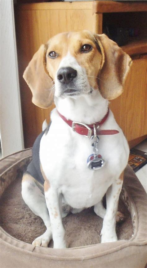 Is He Really A Beagle Our Beagle World Forums