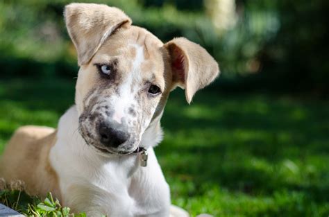 Free Images Vertebrate Dog Breed Dog Like Mammal Grass Puppy