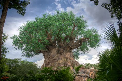 Download Tree Of Life Wallpaper At Disney Again By Jenniferbrown