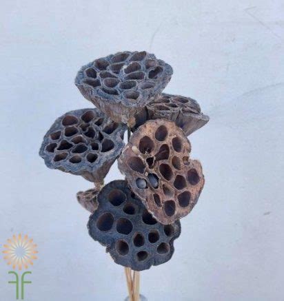 We did not find results for: Dried Natural Lotus Pods | Wholesale Flowers & DIY Wedding ...
