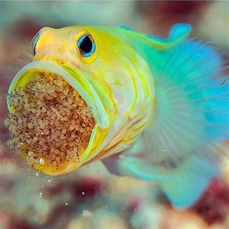 Pin By Avrtatiana On Marine Life Ocean Creatures Sea Animals Sea Fish