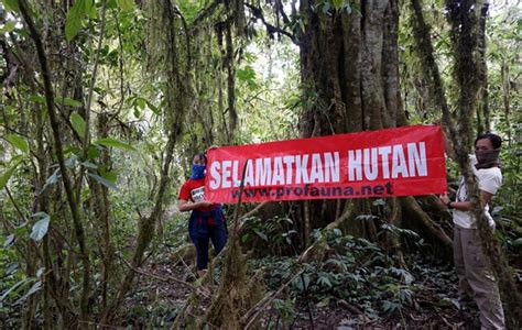 Melihat Potret Reboisasi Hutan Indonesia Goodstats Mobile Legends