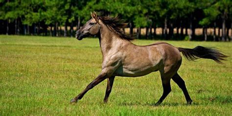 Riding a horse gives one a feeling of majesty and makes one feel powerful. 10 Of The World's Best Horse Breeds | Equestrian Escapes Blog