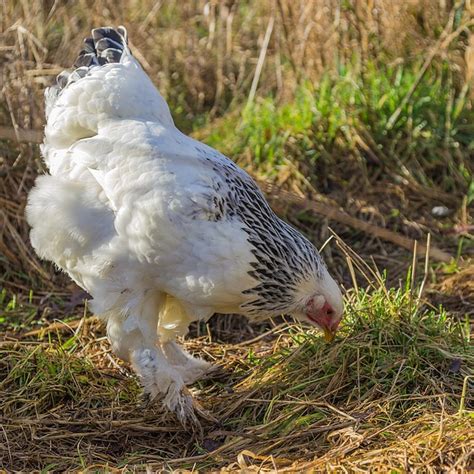 Light Brahma Chickens All You Need To Know Polystead