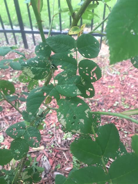White rose loose leaf tea. Help answer a question about Rose bush with spotted leaves ...