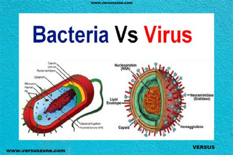 Bacteria Vs Virus Difference Between Bacteria And Virus Versus Zone