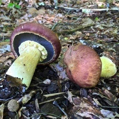 Stropharia Rugosoannulata All About Growing And Hunting Mushrooms