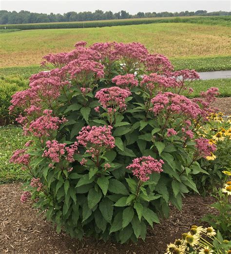 Eupatorium Purpureum Euphoria Ruby FLOREUPRE1 PP31668 Stonehouse