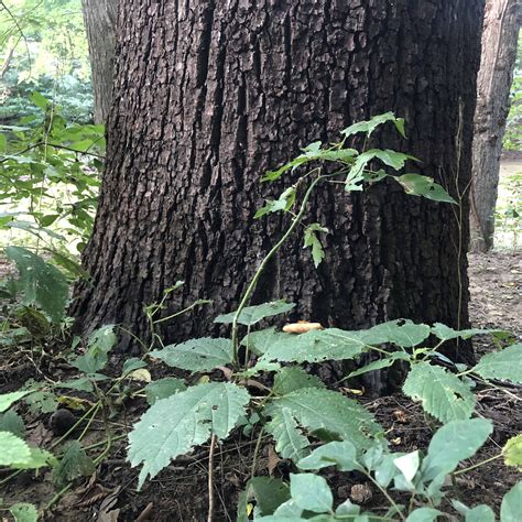 Usually oaks, hickory, and walnut trees fall into this category. Roots 101: Tree Root Systems