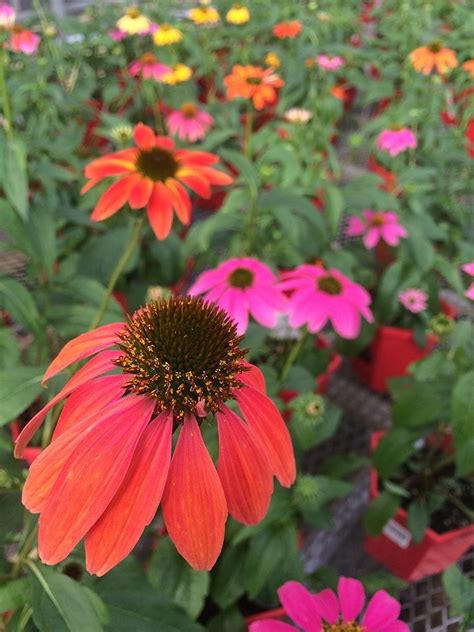 Perennial Flowers And Plants In Denver Co