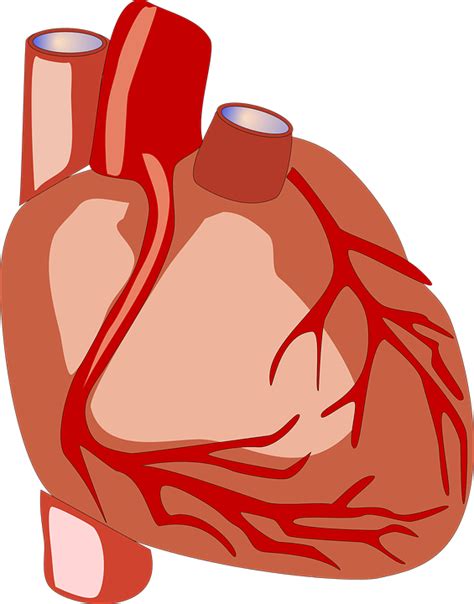 Anatomical Heart Transparent Images Png Arts