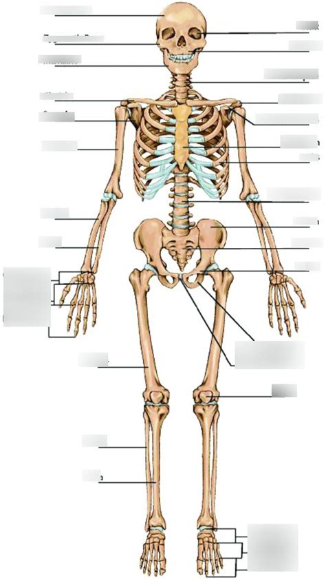 The Skeletal System Medical Terminology Diagram Quizlet