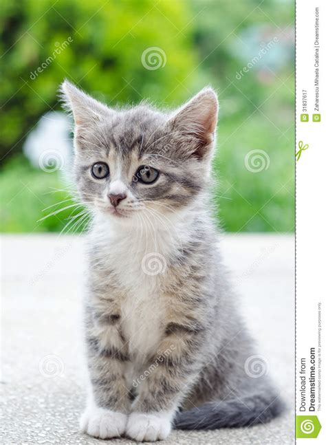 Cute Tabby Kitten Stock Image Image Of Outdoors Whiskers