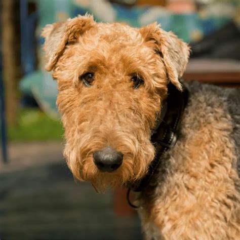 Airedale Terrier Dog Friendly Scene
