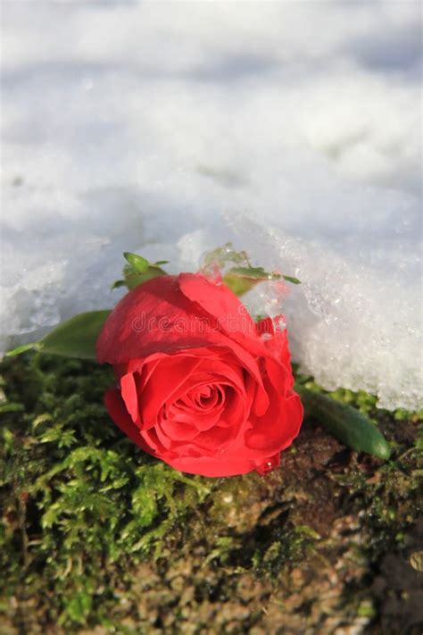 Single Red Rose In The Snow Stock Photo Image Of Respect Flower