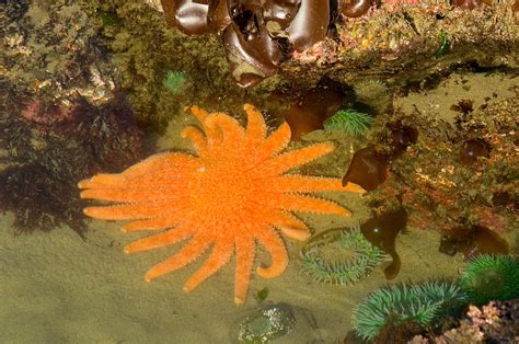 Sunflower Star Pycnopodia Helianthoides Photograph By Thomas And Pat