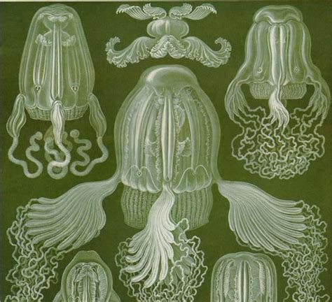 Cubical Jellyfish Medusa Cubomedusae Sea Wasp Haeckel Print Etsy