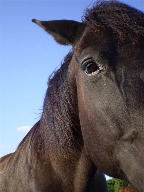 Horse Face Free Stock Photo Public Domain Pictures