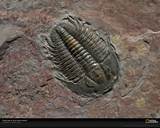 Photos of National Geographic Fossils