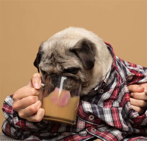 If you have a boy dog who has an attitude, what a great name this could be for him! This Company Announced It Was Making Coffee For Dogs, And ...
