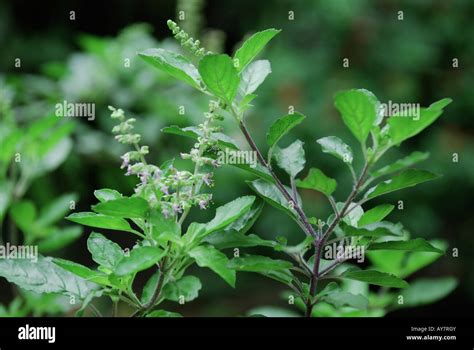 Plant Tulsi Or Holy Basil Ocimum Sanctum Tulsi Tulasi Or Holy Basil