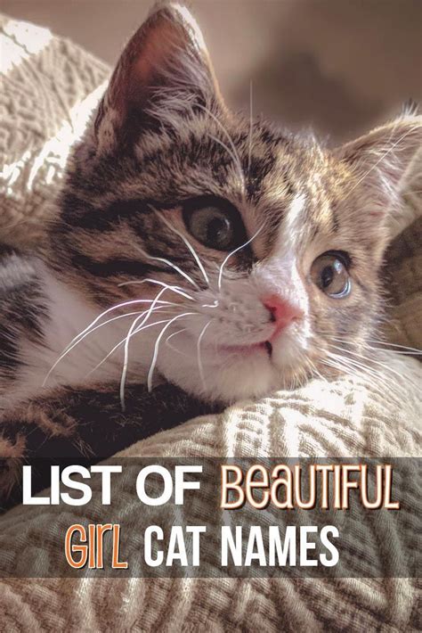 Huge List Of Girl Cat Names For Your New Kittytap The