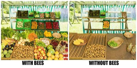 Life Without Bees Integrate Sustainability