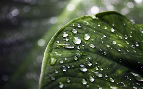 Wallpaper Leaves Nature Water Drops Green Dew Leaf Flower Drop