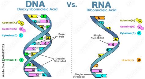Differences Between Dna Vs Rna Double Single Stranded Helix
