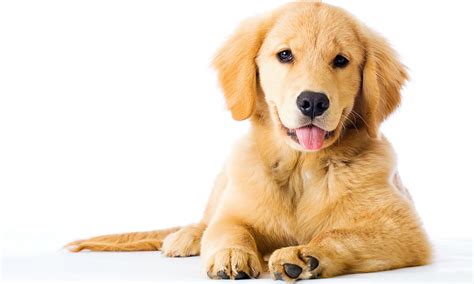 There are difficulties inherent in training a puppy, regardless of breed. The Golden Retriever - The Happy Puppy Site
