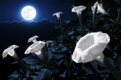 Plant A Magical Moon Garden With Flowers That Bloom During The Night