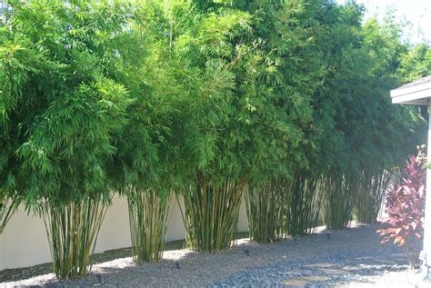 Bamboo fencing rolls are most suitable for covering an existing wall, wooden fence or mesh panel. Latest information outlining the benefits of planting a ...