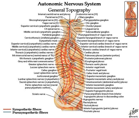 This plumbing diagram might be required for a building permit. dentalaka: Spine and Vertebre Diagrams free Download