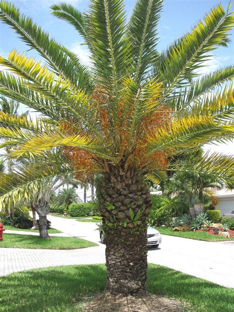 Canary Island Date Palm Florida Gardening Gardening Zones