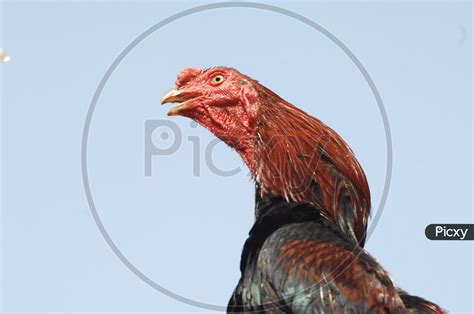 image of indian red cock or hen ax408696 picxy