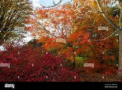 Autumn Leaves And Weather Changes East Dublins Fall Forecast