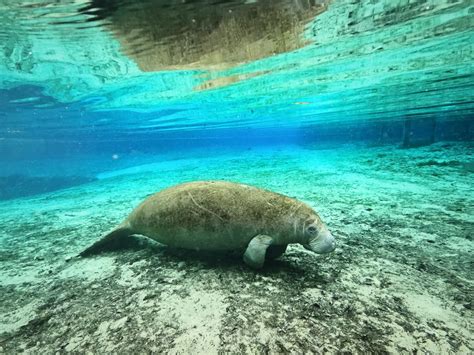 How To Swim With Manatees In Florida And Best Places To Do It In 2022