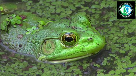 The Voracious American Bullfrog Youtube