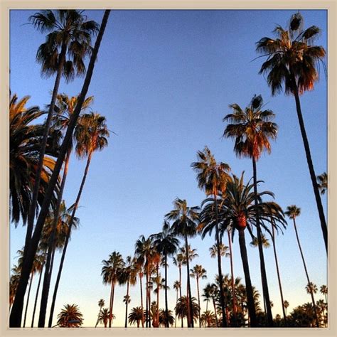 Los Angeles Palm Trees Palm Tree California Valeria Sokolova Usa