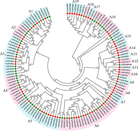 Phylogenetic Tree Of 1R MYB 3R MYB And 4R MYB Genes In Casuarina