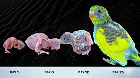 Day 1 To Day 30 Budgie Growth Stages Colorful Baby Budgies A